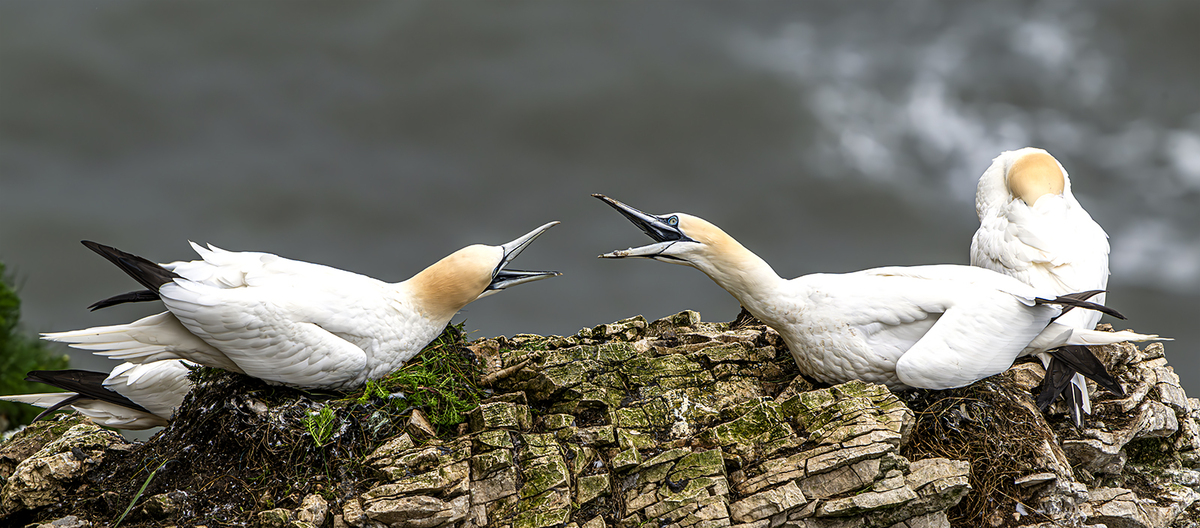 Bempton Cliffs